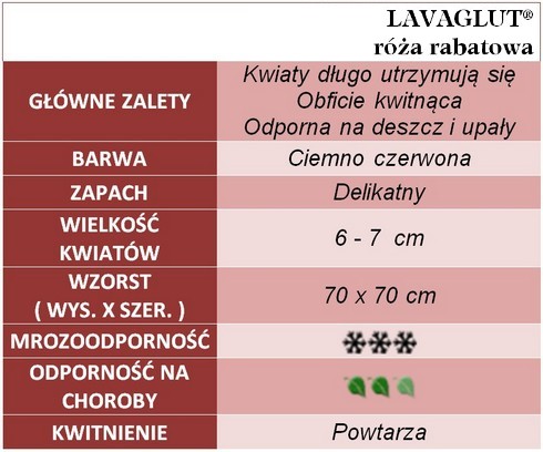 Lavaglut róże rabatowe